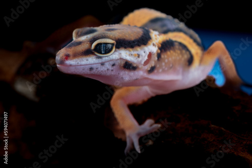 The leopard gecko or common leopard gecko, Eublepharis macularius is a ground dwelling lizard native to the rocky dry grassland and desert regions 