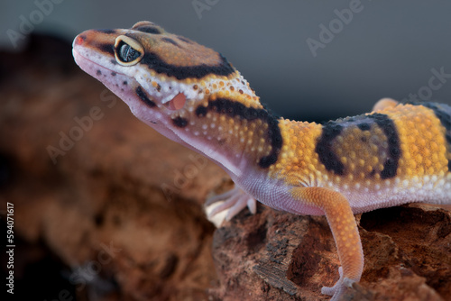 The leopard gecko or common leopard gecko Eublepharis macularius is a ground dwelling lizard 