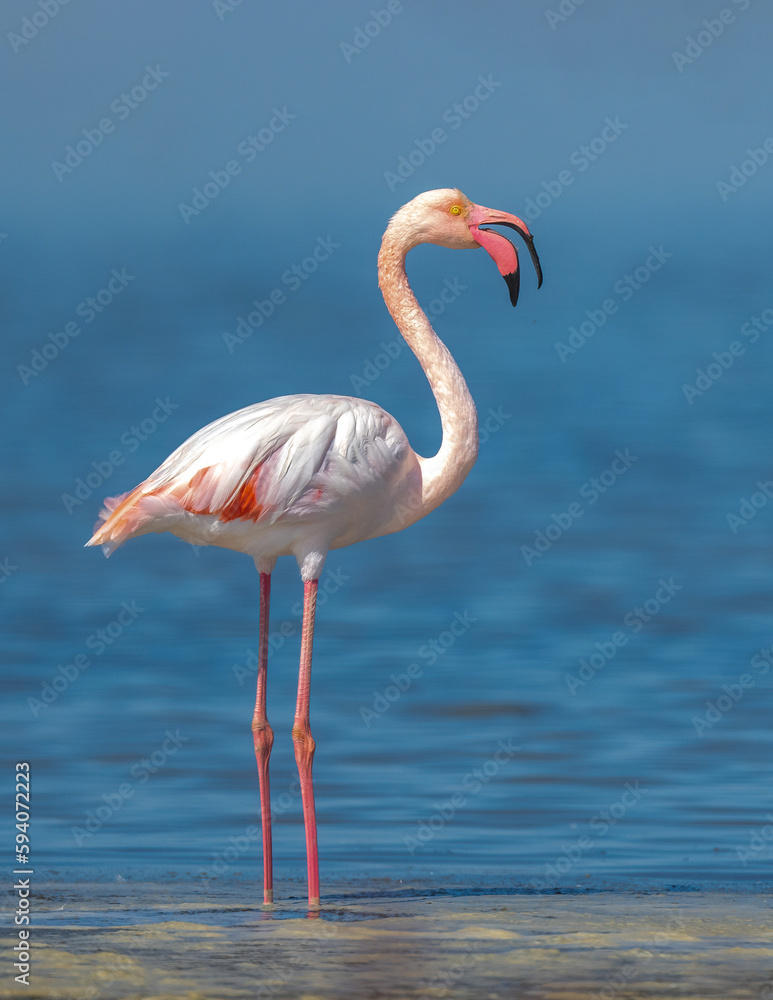 a portrait shot of Flamingo