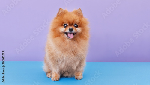 Portrait Pomeranian dog on purple and blue background. Make room for the text. Wide-angle horizontal wallpaper or web banner.
