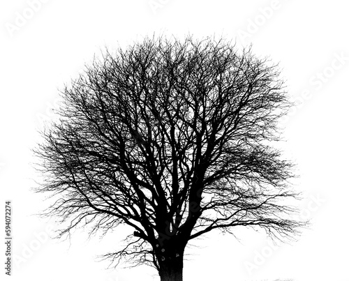 Bare tree  branches silhouette or nature isolated in transparent ecology or black woods. Sustainability  eco friendly black design or natural environment season or climate change on png background