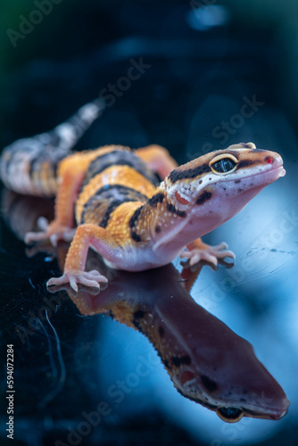 The leopard gecko or common leopard gecko Eublepharis macularius is a ground dwelling lizard 