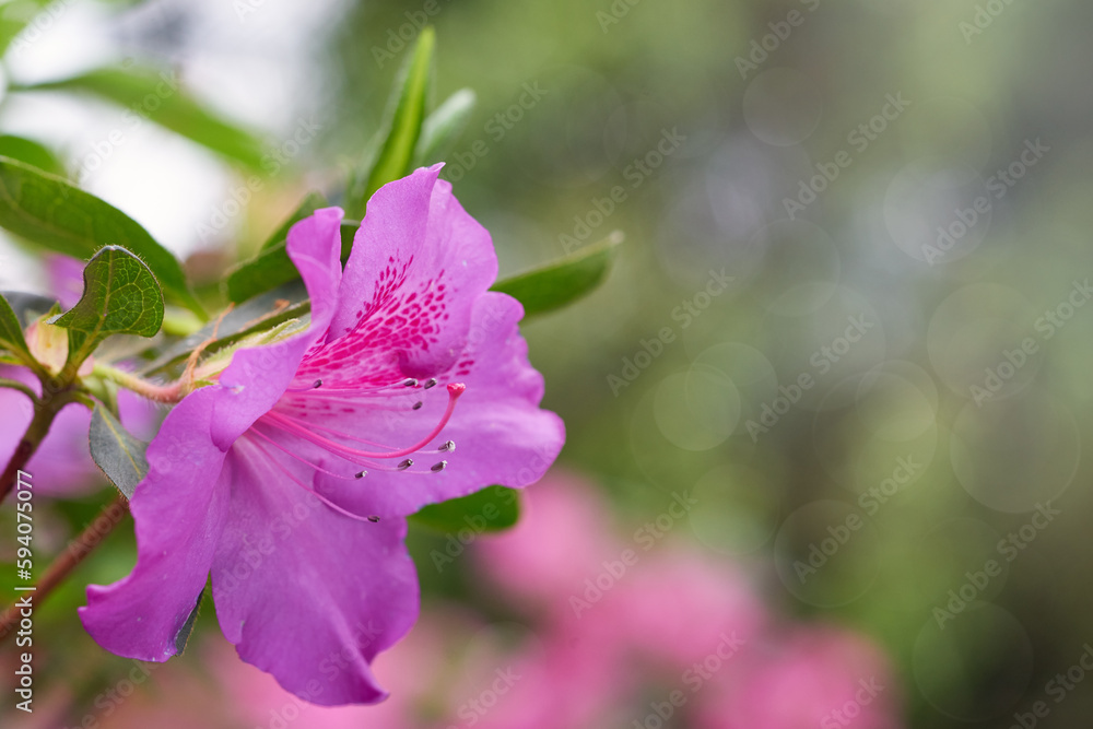 Spring azalea flowers. Art abstract natural backgrounds