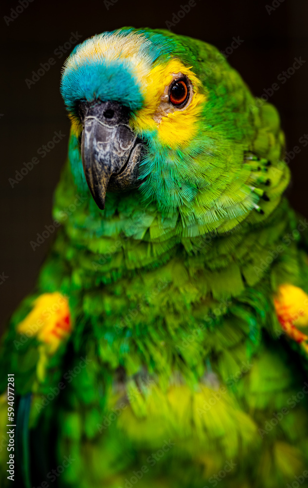 Fototapeta premium Parrot at KL Bird Park