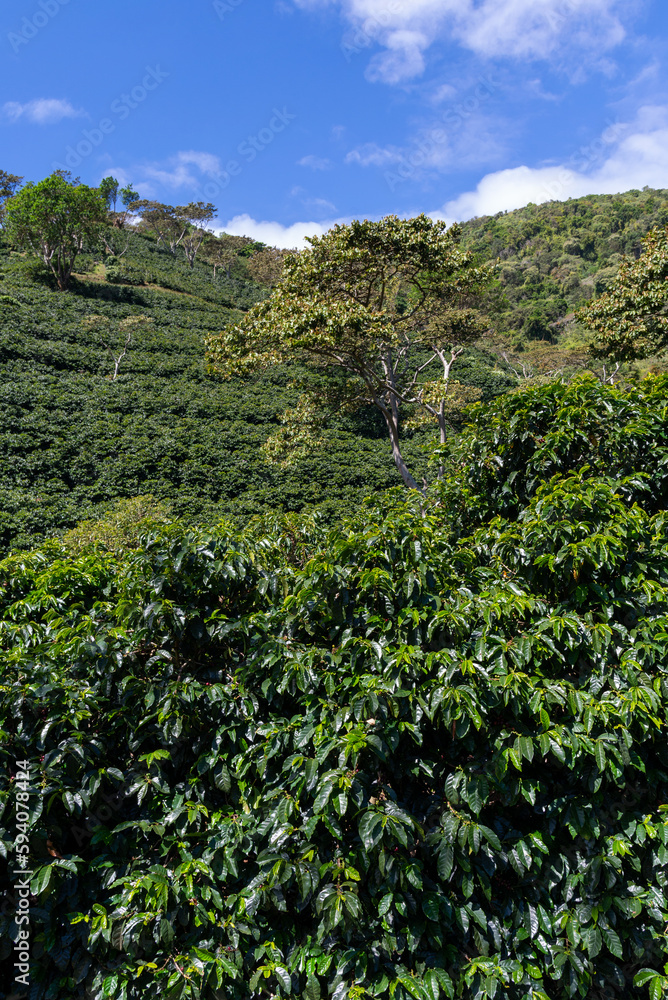 beautiful and leafy coffee plantation after harvest on the side of a mountain