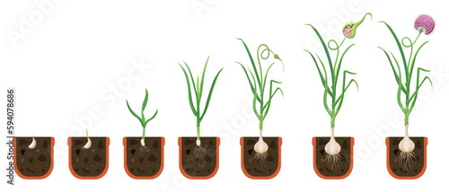 Garlic growth cycle. Growing bulbous vegetables in pot. The process of plant growth with development root system.