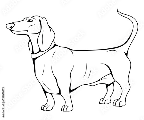 Dachshund. Vector illustration of a sketch dog. Hunting burrow dog
