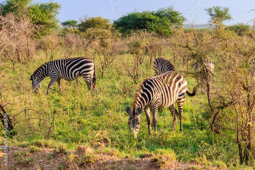 Herd of zebras in savanna in Serengeti national park in Tanzania. Wildlife of Africa