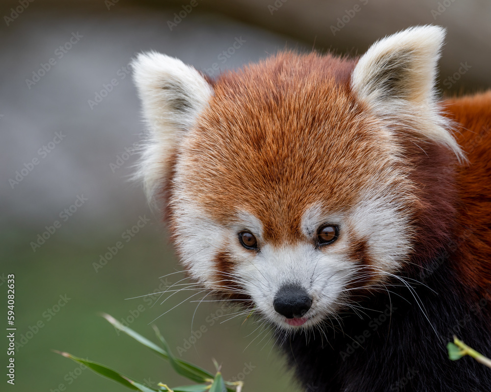Red Panda Feeding on Bamboo Shots Red Panda Feeding on Bamboo Shots
