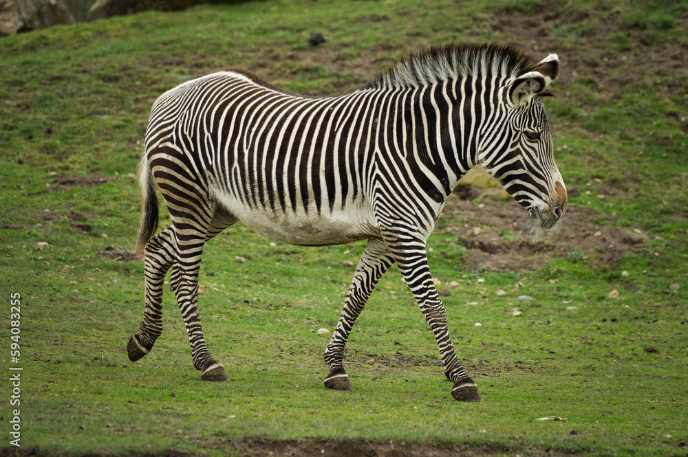 Grevy's Zebra Walking on Grass Grevy's Zebra Walking on Grass