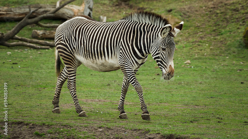 Fototapeta Naklejka Na Ścianę i Meble -  Grevy's Zebra Walking on Grass