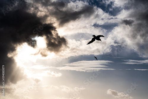 A beautiful shot of a seagull in cloudy dramatic sky with sunset