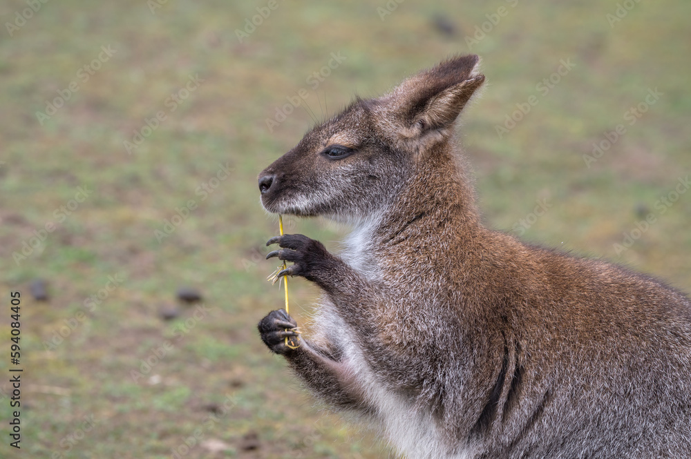 Wallaby Chewing on a Stick