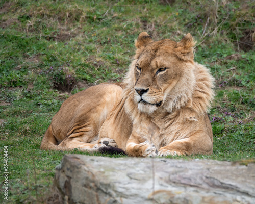 Female Lion Resting on Grass