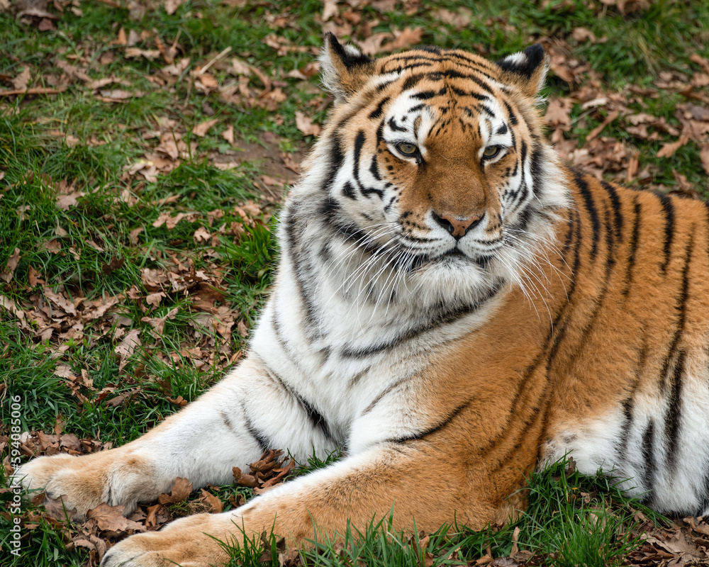 Amur Tiger Resting on the Ground Amur Tiger Resting on the Ground