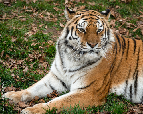 Amur Tiger Resting on the Ground