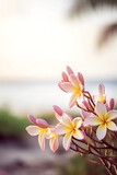 Branch of frangipani - plumeria - flowers on tropical beachfront, closeup, with copy space