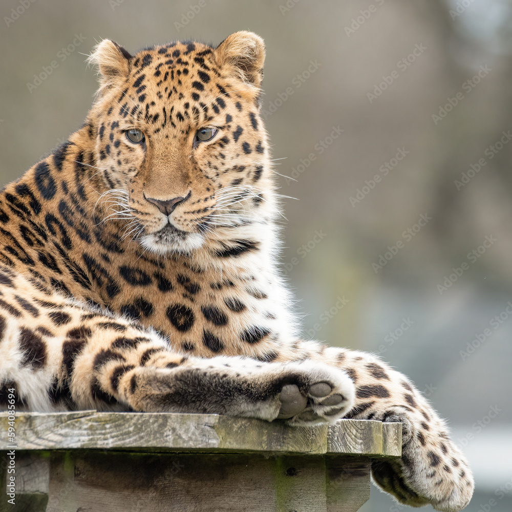 Fototapeta premium Amur Leopard Resting on a Wooden Platform