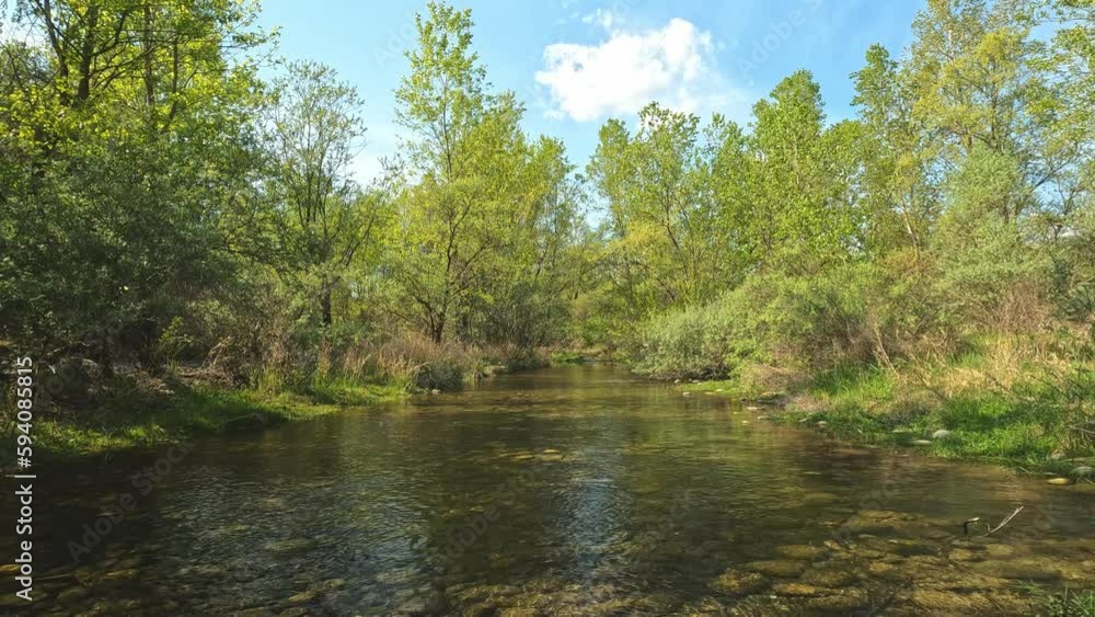 river in the foresti in sunny day river in the foresti in sunny day