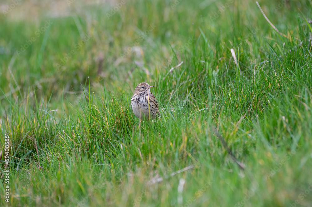 Meadow Pipit Searching for Insects Meadow Pipit Searching for Insects
