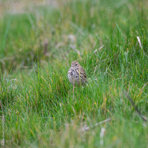 Wallpaper Mural Meadow Pipit Searching for Insects Torontodigital.ca