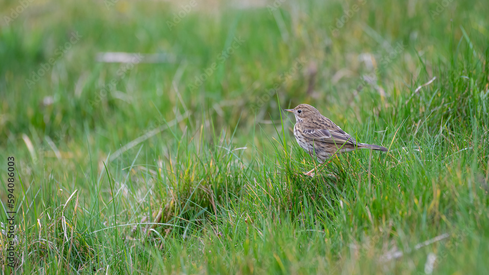 Meadow Pipit Searching for Insects Meadow Pipit Searching for Insects