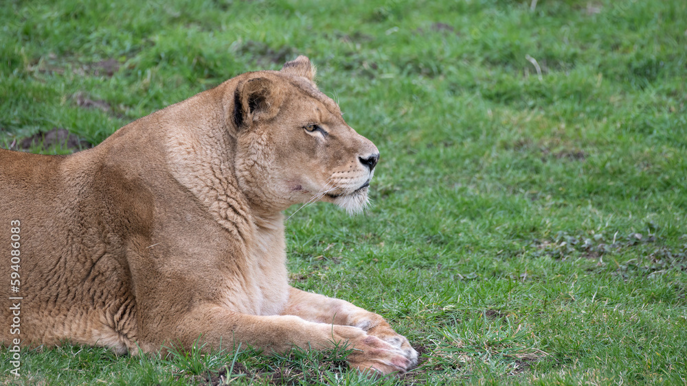 Female Lion Resting on Grass Female Lion Resting on Grass