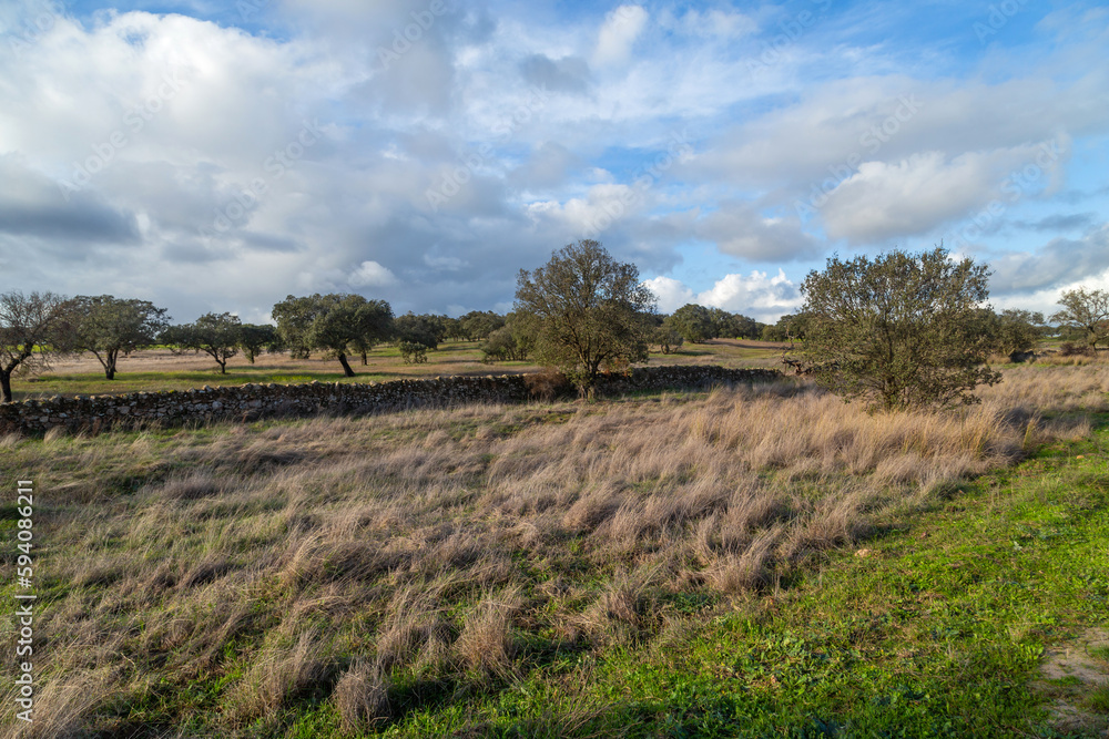 Cork oak trees in Extremadura Cork oak trees in Extremadura
