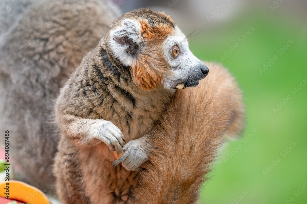 Male Crowned Lemur Sitting on the Ground Feeding Male Crowned Lemur Sitting on the Ground Feeding