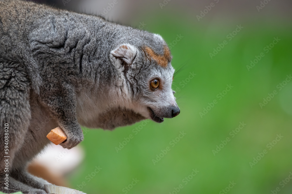 Female Crowned Lemur Sitting on the Ground Feeding Female Crowned Lemur Sitting on the Ground Feeding