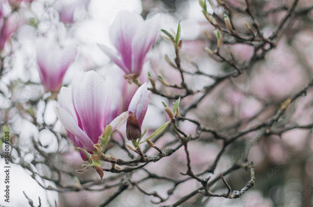 Magnolia tree with large blooming pink flowers closeup in the botanical garden. Magnolia tree with large blooming pink flowers closeup in the botanical garden.