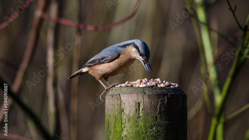 Nuthatch Feeding on an Old Fence Post