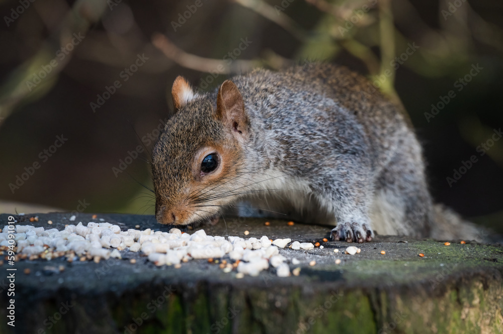 Grey Squirrel Feeding from a Tree Stump Grey Squirrel Feeding from a Tree Stump
