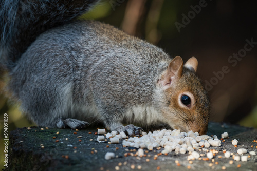 Grey Squirrel Feeding from a Tree Stump