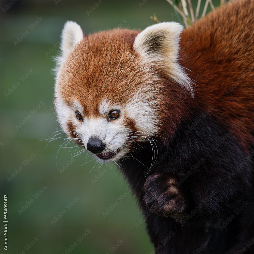Fototapeta premium Red Panda Feeding on Bamboo Shots