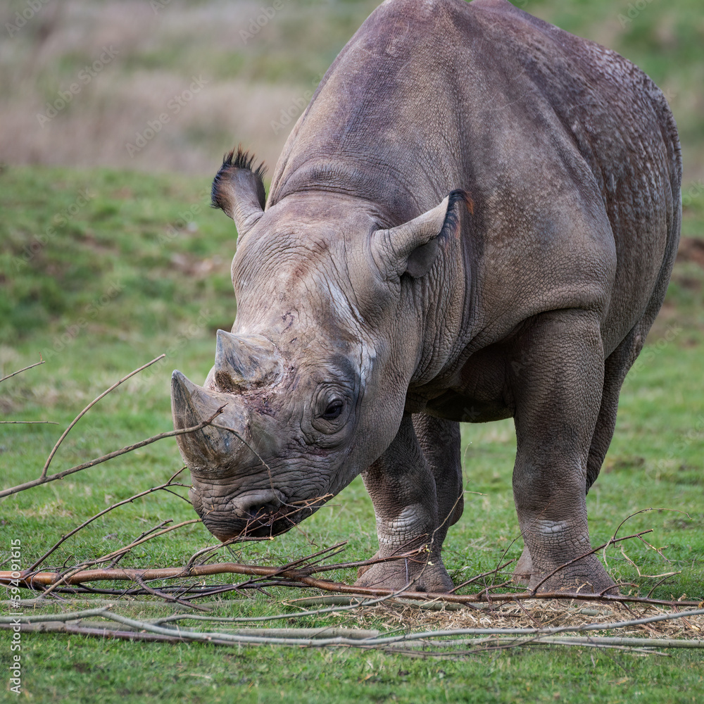 Eastern Black Rhinoceros Walking on Grass