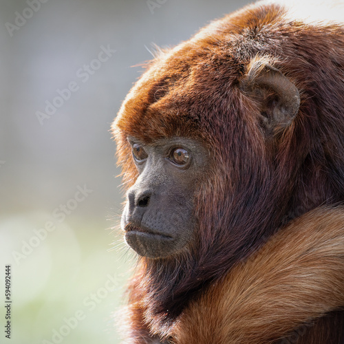 Red Howler Monkey Close Up © Ian
