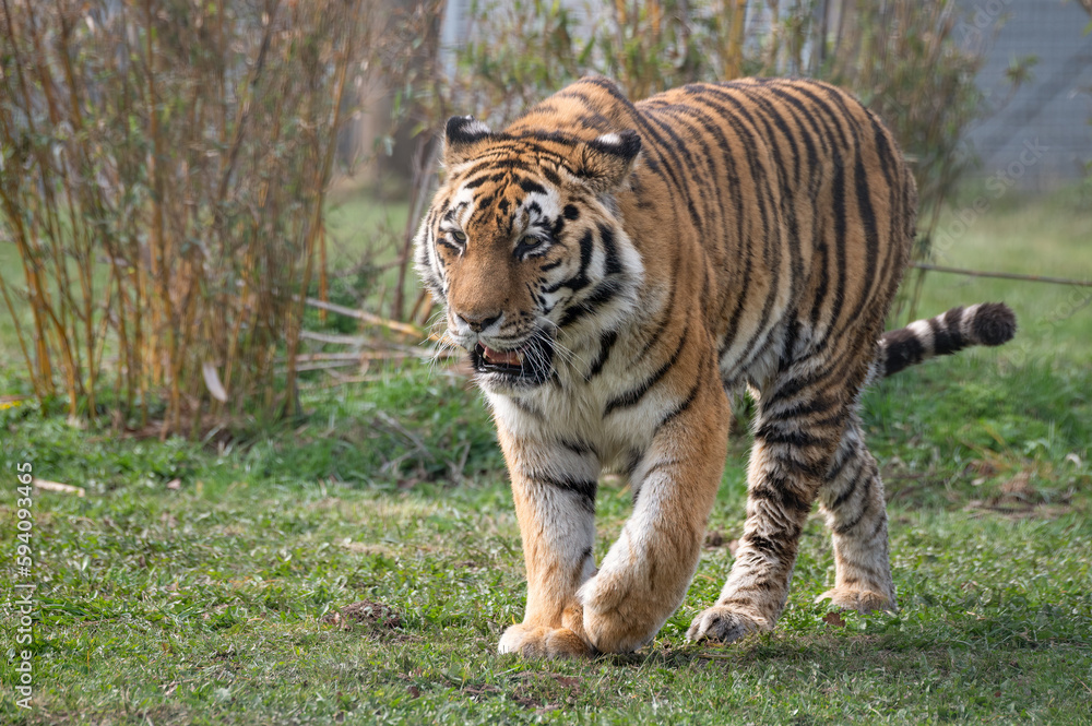 Amur Tiger Standing on Grass Amur Tiger Standing on Grass