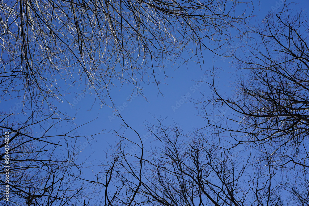 Bare tree branches against a blue clear sky. Natural background. Spring landscape. Bare tree branches against a blue clear sky. Natural background. Spring landscape.