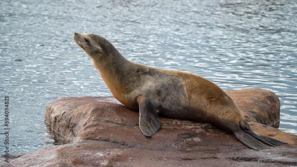 Fototapeta premium Californian Sea lion resting on a Rock