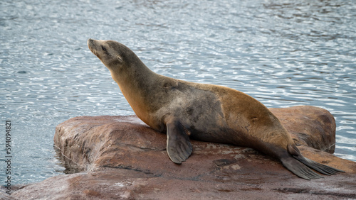 Californian Sea lion resting on a Rock