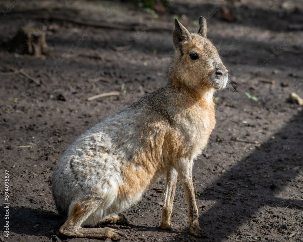 Fototapeta premium Patagonian Mara Sitting on the Ground
