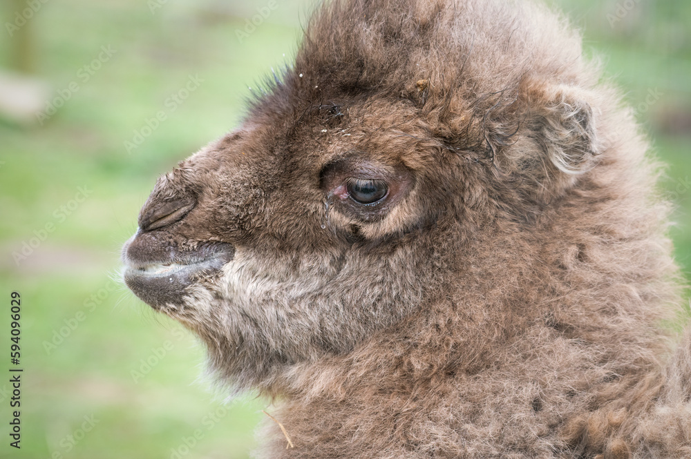 Baby Camel Close Up Side Profile