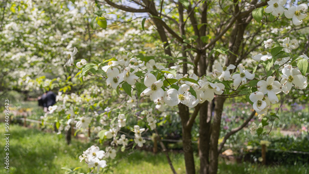 日本の春に咲くハナミズキの花