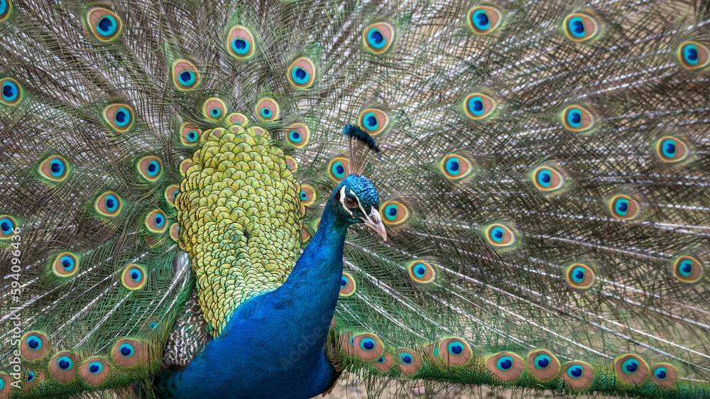 Fototapeta premium Peacock Tail in Full Display
