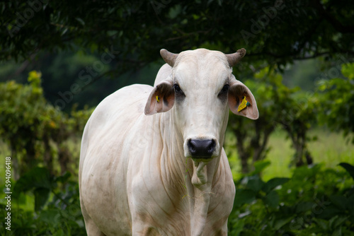 Vaca blanca 