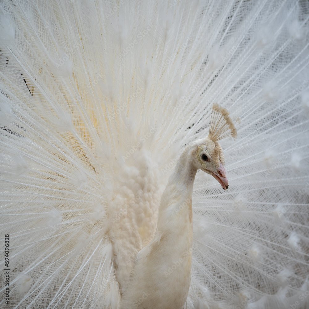 Fototapeta premium White Peacock Tail in Full Display