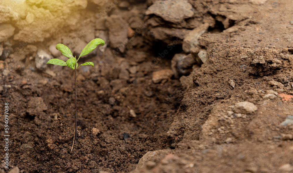 manos de personas plantando un pequeño árbol en el jardín, concepto de agricultura, sostenibilidad, dia del trabajo. manos de personas plantando un pequeño árbol en el jardín, concepto de agricultura, sostenibilidad, dia del trabajo.