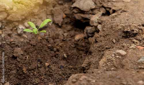 manos de personas plantando un pequeño árbol en el jardín, concepto de agricultura, sostenibilidad, dia del trabajo.