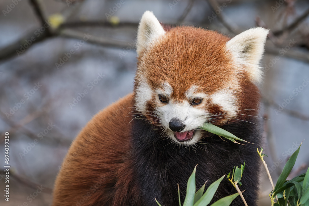 Red Panda Feeding on Bamboo Shots Red Panda Feeding on Bamboo Shots
